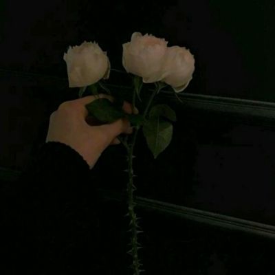 赤霞仙林正式版下载